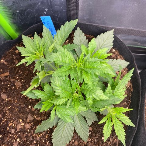 GTA Cargo growlog timeline photo