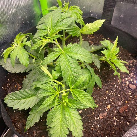 GTA Cargo growlog timeline photo