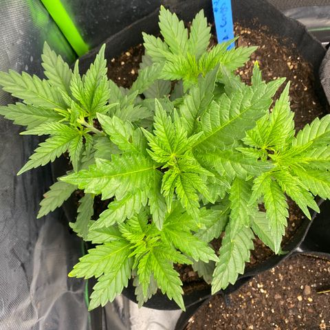 GTA Cargo growlog timeline photo