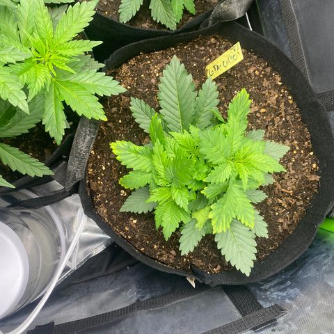 GTA Cargo growlog timeline photo