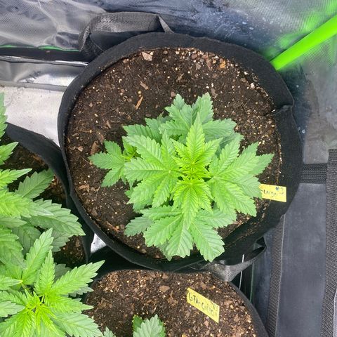 GTA Cargo growlog timeline photo