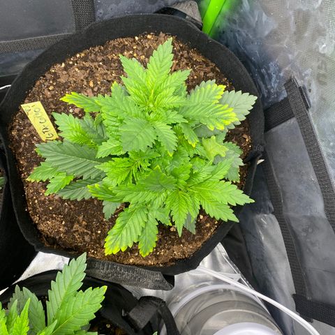 GTA Cargo growlog timeline photo