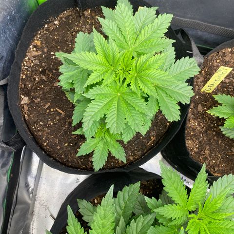 GTA Cargo growlog timeline photo