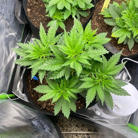 GTA Cargo growlog timeline photo