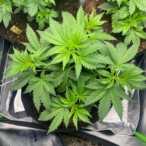 GTA Cargo growlog timeline photo