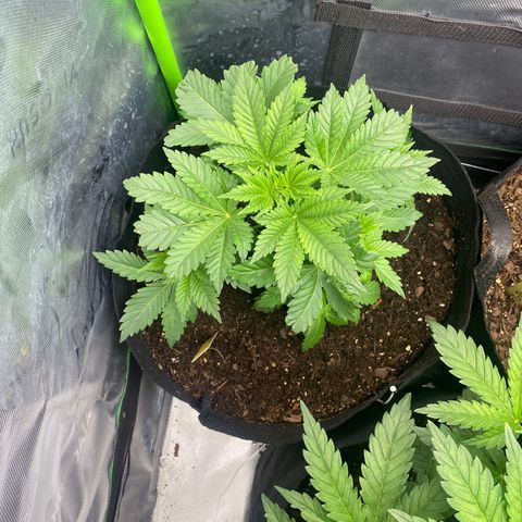 GTA Cargo growlog timeline photo