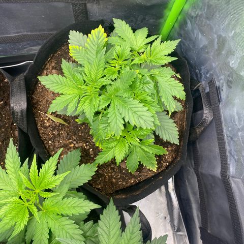 GTA Cargo growlog timeline photo