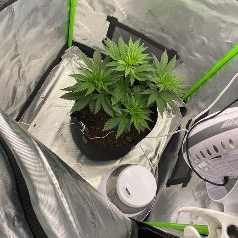 GTA Cargo growlog photo: Killed off the two others 😿, but she’s Looking amazing 🤩