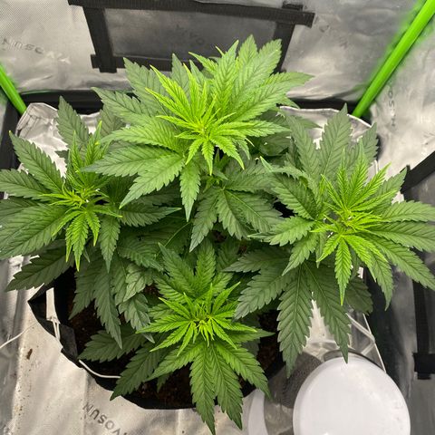 GTA Cargo growlog timeline photo