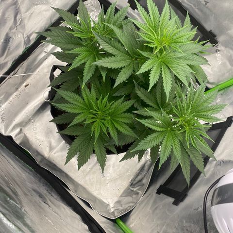 GTA Cargo growlog timeline photo