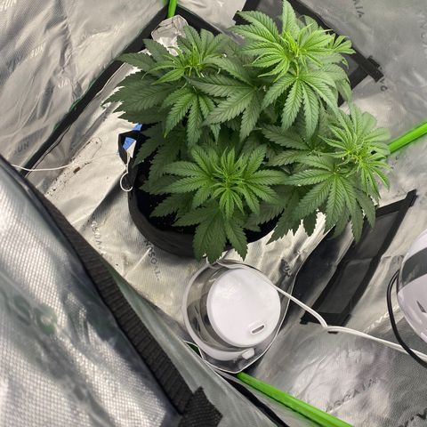 GTA Cargo growlog timeline photo