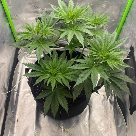 GTA Cargo growlog timeline photo