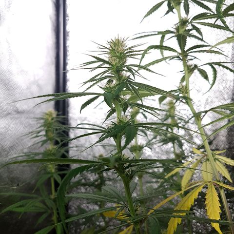 Genética desconocida growlog photo: La planta está flaca, tiene hambre. El sustrato sería todo raíz. Empiezo a regar todos los días con top bloom y le puse una cama de hummus de lombriz. Aparte una vez por semana empiezo a rociar con crop+