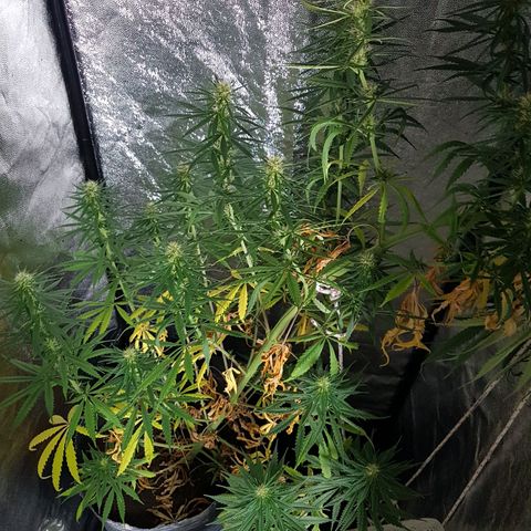 Genética desconocida growlog photo: La planta está flaca, tiene hambre. El sustrato sería todo raíz. Empiezo a regar todos los días con top bloom y le puse una cama de hummus de lombriz. Aparte una vez por semana empiezo a rociar con crop+