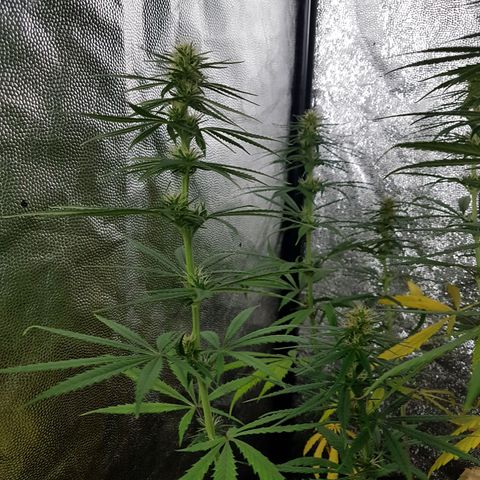Genética desconocida growlog photo: La planta está flaca, tiene hambre. El sustrato sería todo raíz. Empiezo a regar todos los días con top bloom y le puse una cama de hummus de lombriz. Aparte una vez por semana empiezo a rociar con crop+
