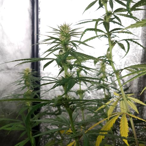 Genética desconocida growlog photo: La planta está flaca, tiene hambre. El sustrato sería todo raíz. Empiezo a regar todos los días con top bloom y le puse una cama de hummus de lombriz. Aparte una vez por semana empiezo a rociar con crop+