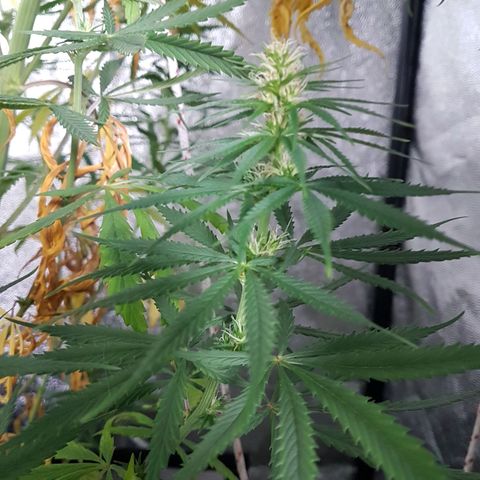 Genética desconocida growlog photo: La planta está flaca, tiene hambre. El sustrato sería todo raíz. Empiezo a regar todos los días con top bloom y le puse una cama de hummus de lombriz. Aparte una vez por semana empiezo a rociar con crop+