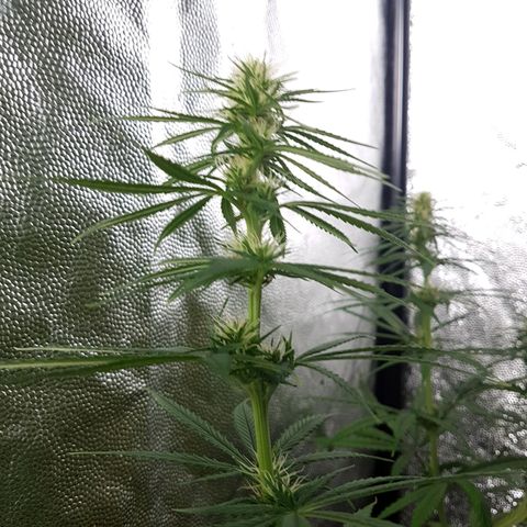 Genética desconocida growlog photo: La planta está flaca, tiene hambre. El sustrato sería todo raíz. Empiezo a regar todos los días con top bloom y le puse una cama de hummus de lombriz. Aparte una vez por semana empiezo a rociar con crop+
