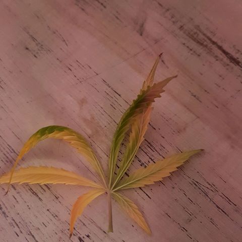 Genética desconocida growlog photo: La planta está flaca, tiene hambre. El sustrato sería todo raíz. Empiezo a regar todos los días con top bloom y le puse una cama de hummus de lombriz. Aparte una vez por semana empiezo a rociar con crop+