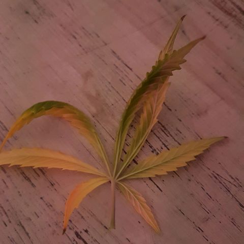 Genética desconocida growlog photo: La planta está flaca, tiene hambre. El sustrato sería todo raíz. Empiezo a regar todos los días con top bloom y le puse una cama de hummus de lombriz. Aparte una vez por semana empiezo a rociar con crop+