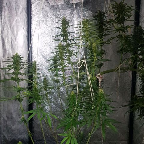 Genética desconocida growlog timeline photo
