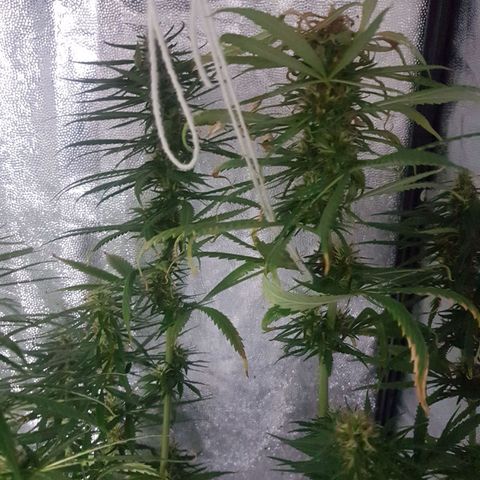 Genética desconocida growlog timeline photo