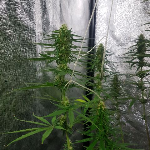Genética desconocida growlog timeline photo