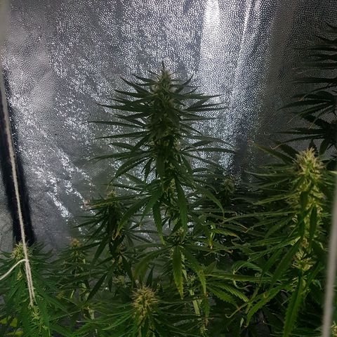 Genética desconocida growlog timeline photo