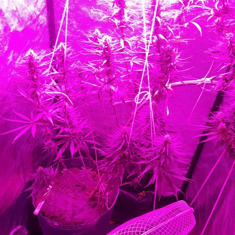 Genética desconocida growlog timeline photo