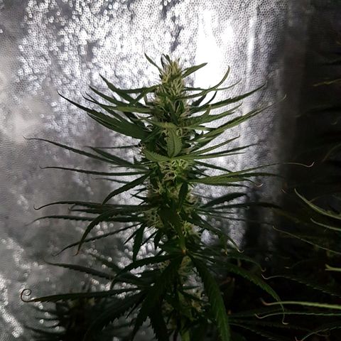 Genética desconocida growlog timeline photo