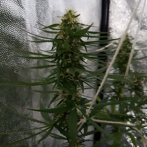 Genética desconocida growlog timeline photo