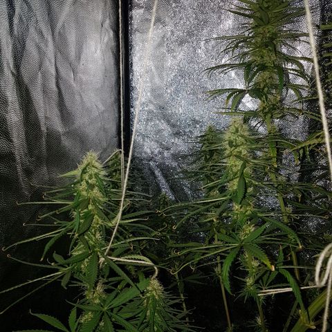 Genética desconocida growlog photo: Parecen haber engordado bastante los cogollos 