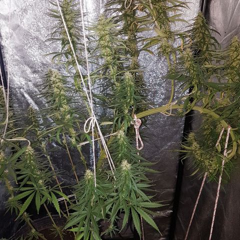 Genética desconocida growlog photo: Parecen haber engordado bastante los cogollos 