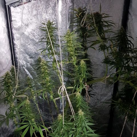 Genética desconocida growlog photo: Parecen haber engordado bastante los cogollos 