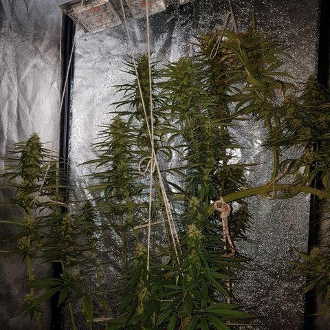 Genética desconocida growlog photo: Parecen haber engordado bastante los cogollos 