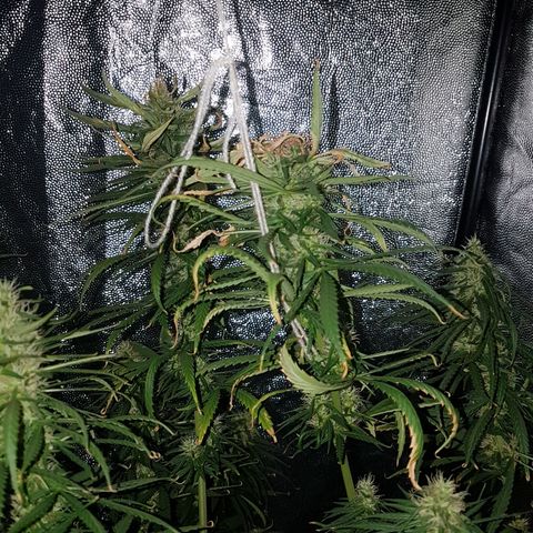Genética desconocida growlog photo: Parecen haber engordado bastante los cogollos 
