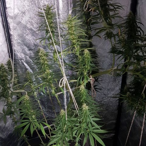 Genética desconocida growlog photo: Parecen haber engordado bastante los cogollos 