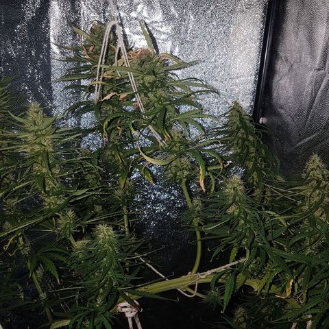 Genética desconocida growlog timeline photo