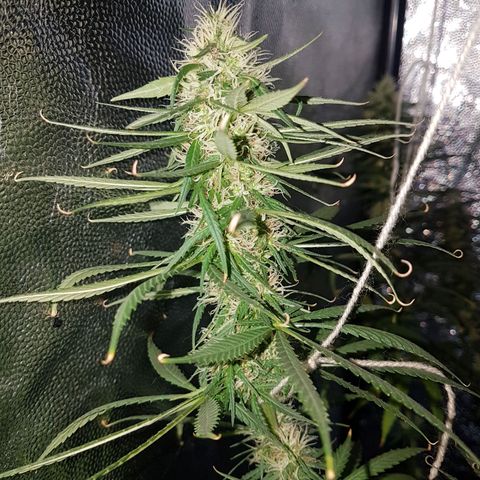 Genética desconocida growlog timeline photo