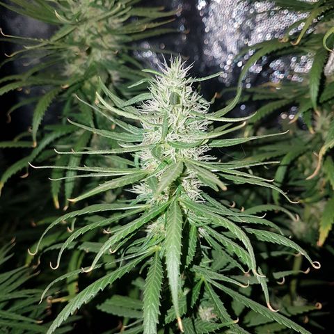 Genética desconocida growlog timeline photo