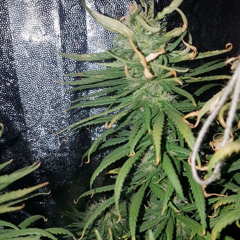 Genética desconocida growlog timeline photo