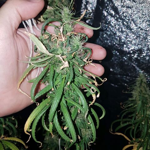 Genética desconocida growlog timeline photo