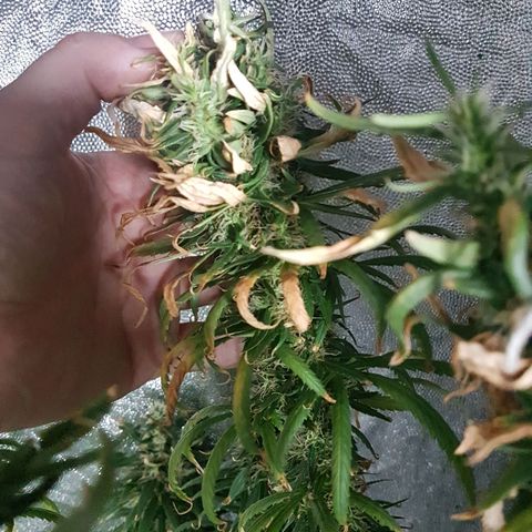 Genética desconocida growlog timeline photo