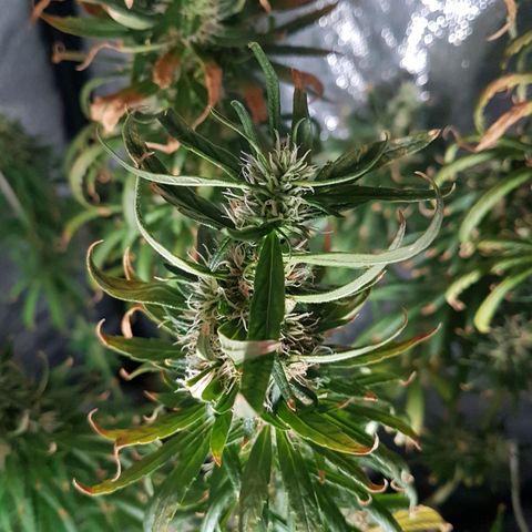 Genética desconocida growlog timeline photo
