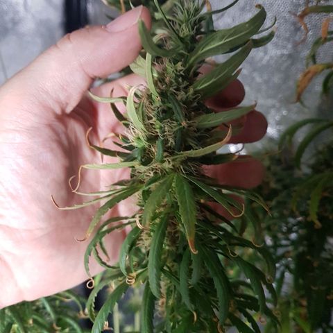 Genética desconocida growlog timeline photo