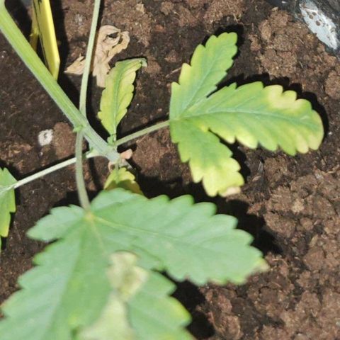 ♀️Mother Gelato-K 🍦 growlog timeline photo