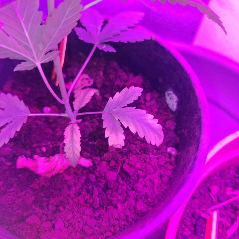 ♀️Mother Gelato-K 🍦 growlog timeline photo