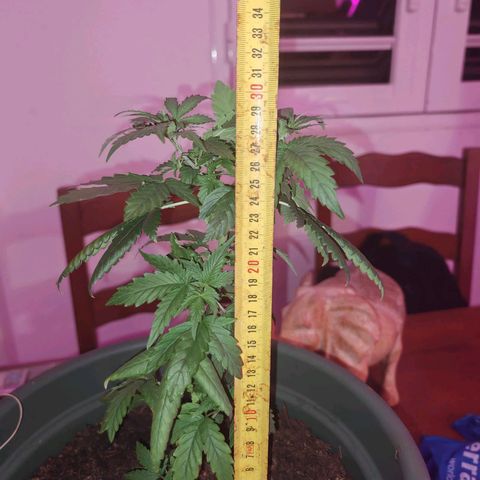 ♀️Mother Gelato-K 🍦 growlog timeline photo