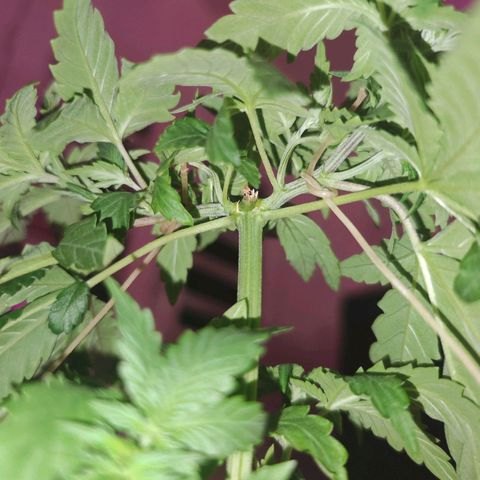 ♀️Mother Gelato-K 🍦 growlog timeline photo