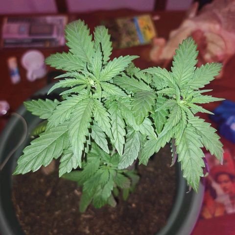 ♀️Mother Gelato-K 🍦 growlog timeline photo
